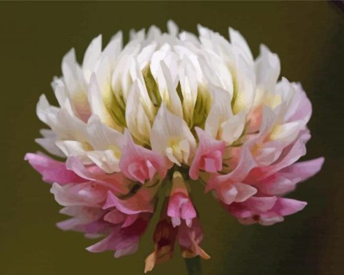 Pink And White Clover Flower paint by number