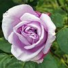 Purple Lilac Rose Paint by number