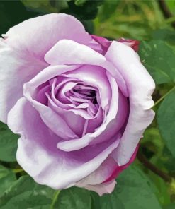 Purple Lilac Rose Paint by number