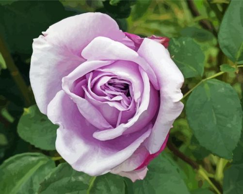 Purple Lilac Rose Paint by number