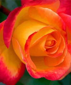 Red And Yellow Rose paint by number