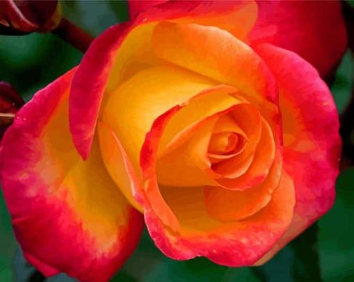 Red And Yellow Rose paint by number