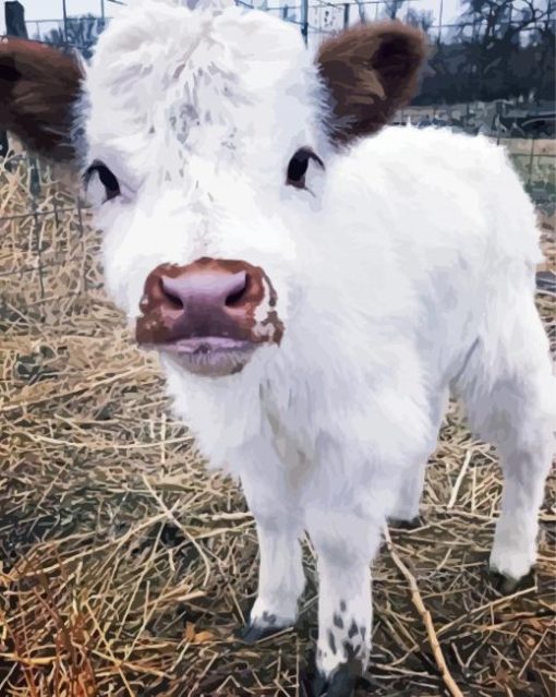 White Mini Cow paint by number