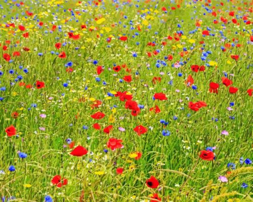 Wildflower Meadow Wildflowers paint by number