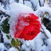 Winter Rose Snow paint by number