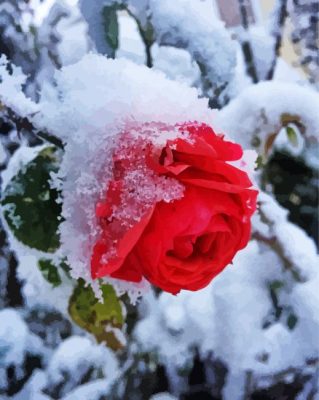 Winter Rose Snow paint by number