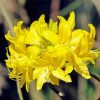 Yellow Azalea Flowering Plant Paint by number