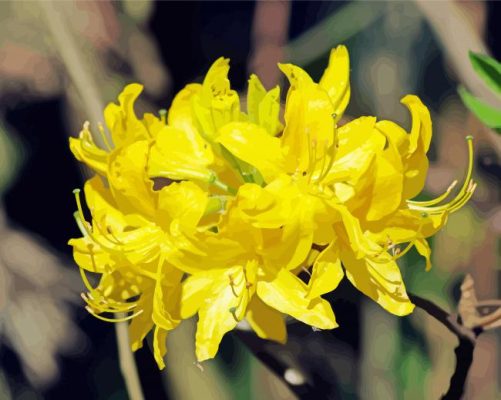 Yellow Azalea Flowering Plant Paint by number