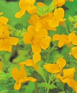 Yellow Monkeyflower paint by number