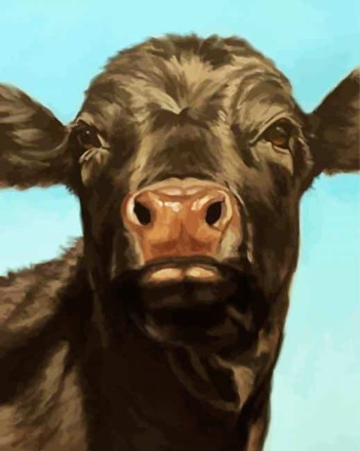Aberdeen Angus Animal paint by number