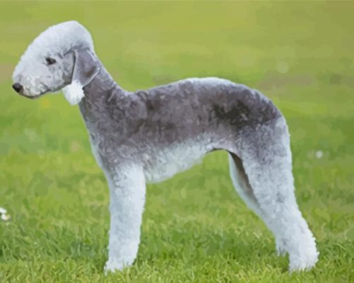 Aesthetic Bedlington Terrier paint by number