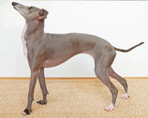 Aesthetic Greyhound Dog paint by number
