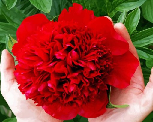 Aesthetic Red Peony paint by number