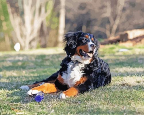 Bernedoodle Dog paint by number