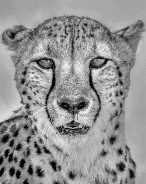 Black And White Cheetah Animal paint by number