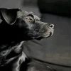 Black Patterdale Terrier paint by number
