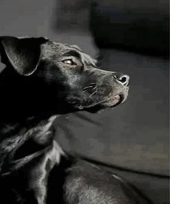 Black Patterdale Terrier paint by number