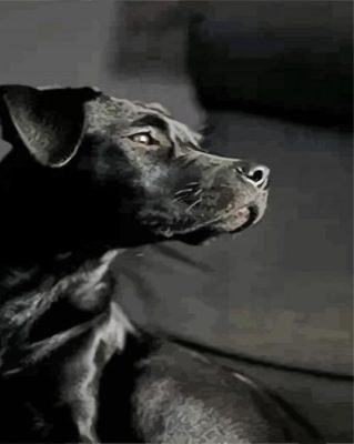 Black Patterdale Terrier paint by number