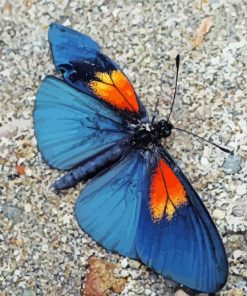 Blue Orange Butterfly paint by number