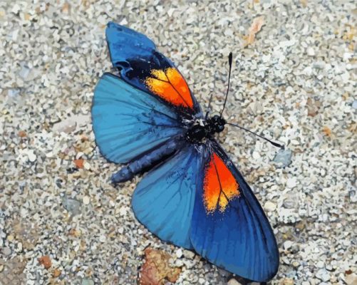 Blue Orange Butterfly paint by number