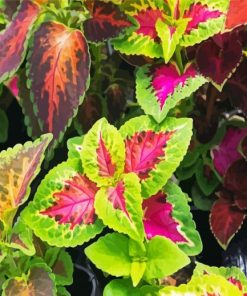 Bright Colorful Plants paint by number