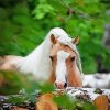 Brown And White Welsh Pony paint by number