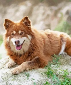 Brown Finnish Lapphund paint by number