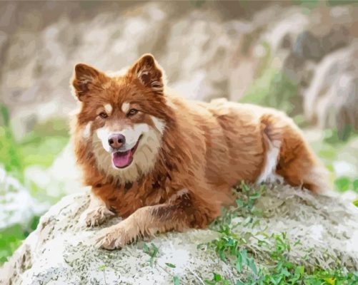 Brown Finnish Lapphund paint by number