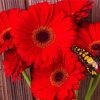 Butterfly On Red Gerbera Daisy paint by number