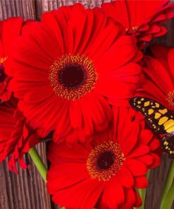 Butterfly On Red Gerbera Daisy paint by number