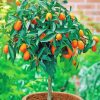 Citrus Tree Plant paint by number