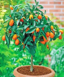 Citrus Tree Plant paint by number