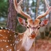 Close Up Axis Deer Paint by number