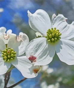Dogwoods paint by number