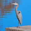 Great Blue Heron On Dock paint by number