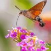 Hummingbird Hawk Moth Insect paint by number