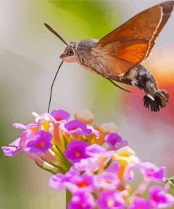 Hummingbird Hawk Moth Insect paint by number