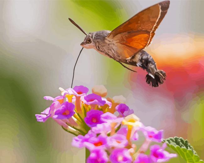 Hummingbird Hawk Moth Insect paint by number