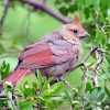 Juvenile Cardinal paint by number