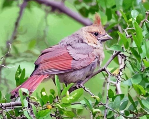 Juvenile Cardinal paint by number