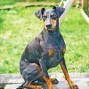 Manchester Terrier Dog paint by number