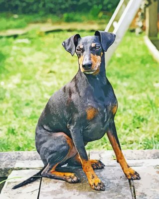 Manchester Terrier Dog paint by number