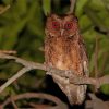 Philippine Scops Owl At Night paint by number
