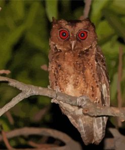 Philippine Scops Owl At Night paint by number