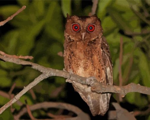 Philippine Scops Owl At Night paint by number