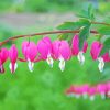 Pink Bleeding Heart paint by number