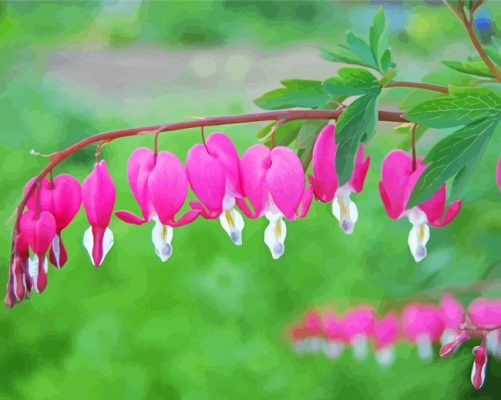 Pink Bleeding Heart paint by number