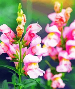 Pink Snapdragons paint by number