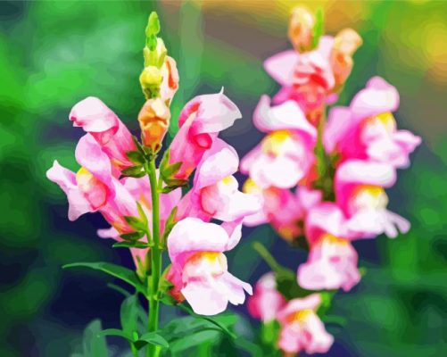 Pink Snapdragons paint by number