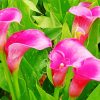 Pink Calla Lily Flowers Paint by number